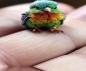 Lovely little parrot