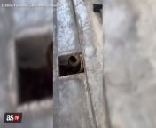 The chilling way to catch a cobra from a drain from boobs milk draining