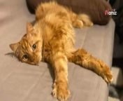 When Marshall&#39;s elderly owner moved into a nursing home, the heartbroken 15-year-old ginger cat faced an uncertain future.