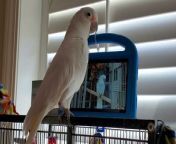 Pet parrots were taught to make video calls on Facebook Messenger.Source: University of Glasgow / PA