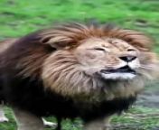 Hear this V8 Sound of Lions, angry to hunt.&#60;br/&#62;#lion #lionroar #lionmovies #lionroaring compilation
