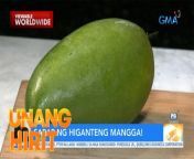 Mango season is in! Pero alam n’yo ba na ang mga ipinagmamalaking giant catimon mango sa Nueva Ecija, aabot ng isang kilo kada piraso! Panoorin ang video. &#60;br/&#62;&#60;br/&#62;Hosted by the country’s top anchors and hosts, &#39;Unang Hirit&#39; is a weekday morning show that provides its viewers with a daily dose of news and practical feature stories.&#60;br/&#62;&#60;br/&#62;Watch it from Monday to Friday, 5:30 AM on GMA Network! Subscribe to youtube.com/gmapublicaffairs for our full episodes.&#60;br/&#62;