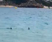 A family was left “terrified” after being circled by a shark at a beach in Spain. &#60;br/&#62;&#60;br/&#62;Holidaymaker Jessica Kenny, 27, was paddling in the sea at Playa Arenal d’en Castell, Menorca, with her four-year-old son when she spotted the shark. &#60;br/&#62;&#60;br/&#62;She quickly realised it was following her dad, Darren, 57, who was swimming ahead towards some buoys, on Monday.&#60;br/&#62;&#60;br/&#62;Concerned beachgoers flagged the lifeguard down - who quickly called for backup.