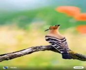 The Eurasian hoopoe is a distinctive bird with an unmistakable appearance. It has a long, curved bill, a crest of feathers on its head, and black and white stripes on its wings. This bird is found in Europe, Asia, and Africa, and it is known for its distinctive call that sounds like &#92;