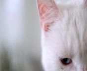 #whitecat #catslover