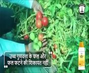 A Jaipur farmer describes how Shriram Borky fertilizer boosted tomato yield. It elevates flower count, ensures superior fruit quality, and prevents fruit cracking. Visit https://www.youtube.com/watch?v=WowBJHjXjCA