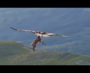 This eagle catch on deer to fly... It&#39;s awesome